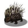 North American Porcupine