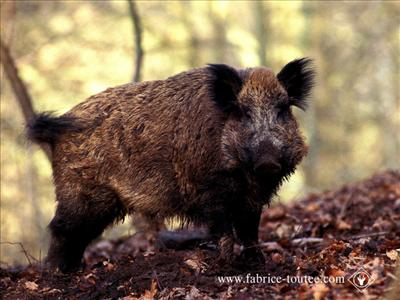La Chasse Bien Ou Pas Bien?