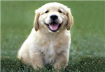 Eco`S Pet Shop