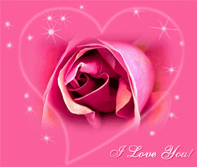 pink rose