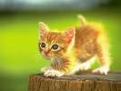 kedi