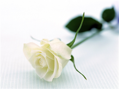 White Rose