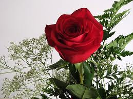 Red Rose