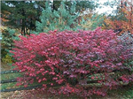 Send A Burning Bush