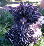 Chicken Gifts