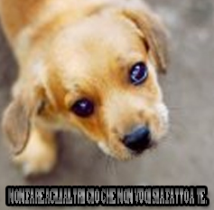 regala un cagnolino