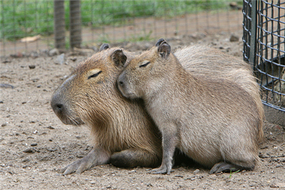 Capybara