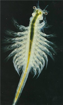Sea Monkey