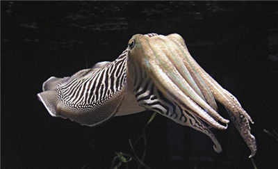 Cuttlefish