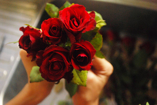 Rose 