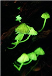 Mushroom!