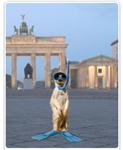 Send A Meerkat