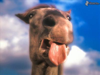 Mas Rad Kone?