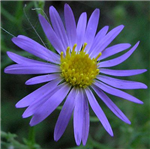 Flower's Language