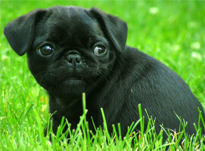 pug