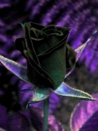 Rose Noir