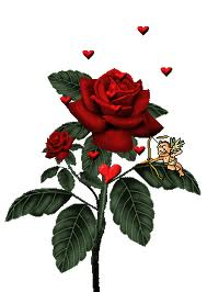 Rose rouge