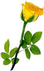 Rose Jaune 