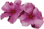 Sendaflower