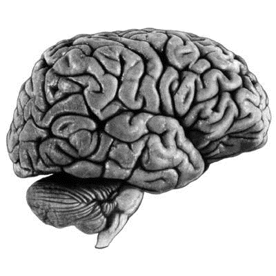 cerveau
