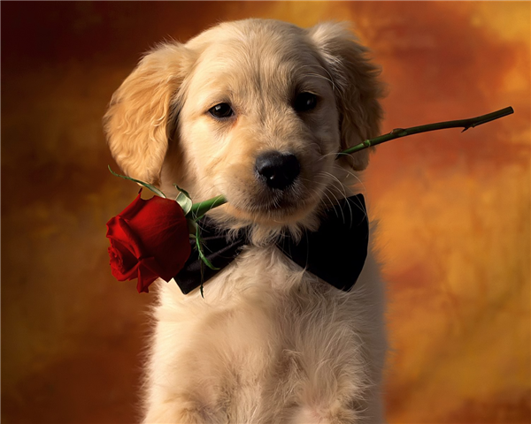 Perrito