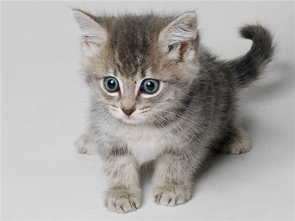 Gatito 