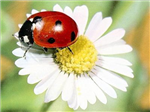 Hediye