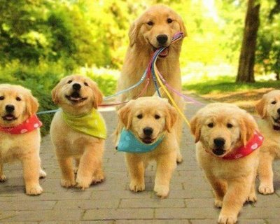 Hangi Köpek Sana Uyar ?