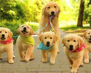 Hangi Köpek Sana Uyar ?
