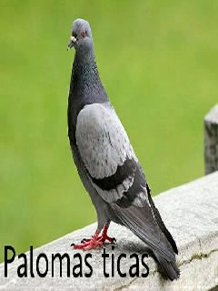 Palomas ticas