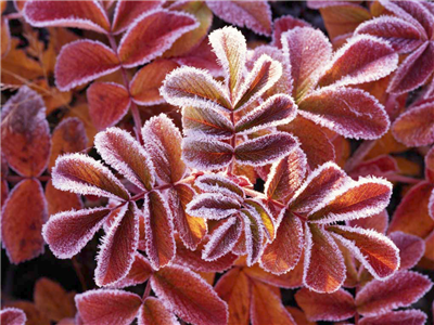 Winter Lesves