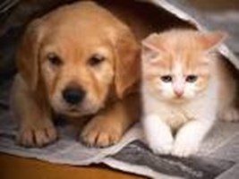 Eres Un Gato O Un Perro