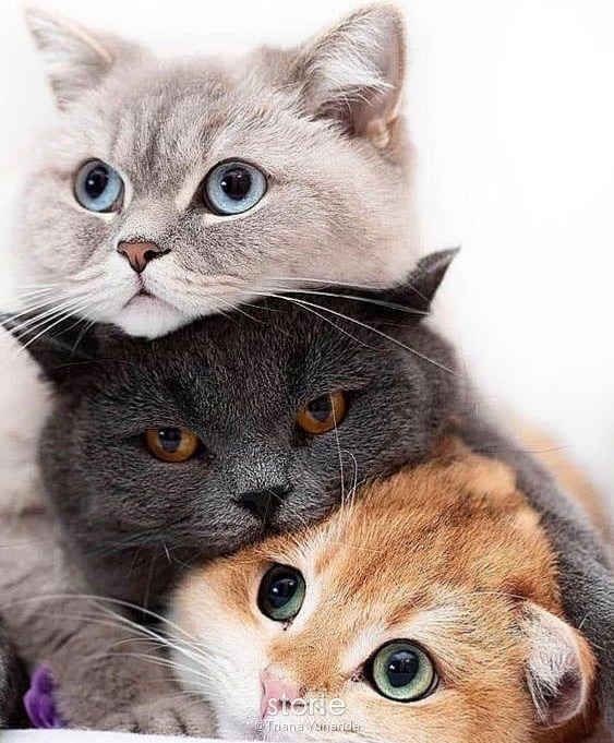 Kucing Kuis