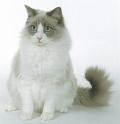 Send Pet