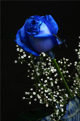 blue_rose