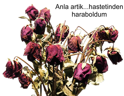 Hasretindenharaboldum