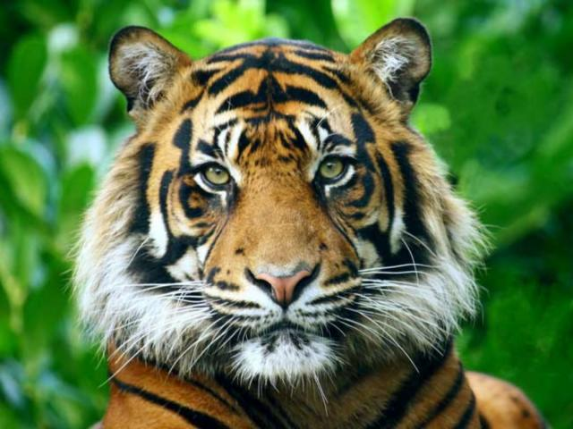 ¿Que Tanto Sabes De Animales?