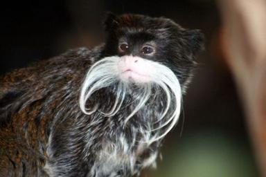 imparator tamarin