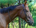 Horses