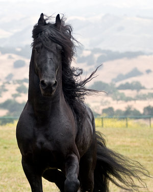 Bluechipfeed.Com's: Which Celebrity Horse Are You?