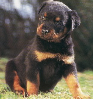 Chien Ou Cheval ?