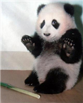 Pandas!!!!!!