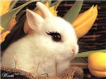 Cute Animals <3