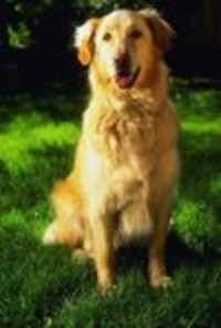 Hangi Köpek Türü Senin Dostun?