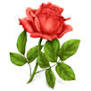 Gift 15 