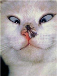 Send Cats!