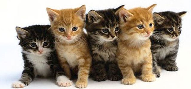Nasıl Bir Kedi Almalısın :D