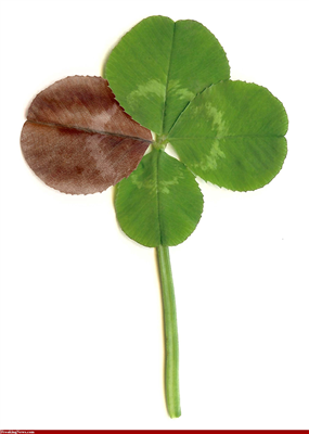 Azarado