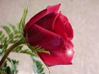 Sedat