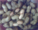 Fıstık Göllesı